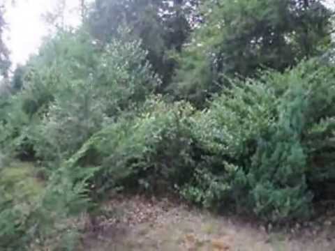 Screening In Shady Areas Naturalized setting