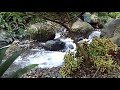 Video Relaksasi Santai Suara Gemericik Air Sungai Mengalir Deras Jernih Indah Dan Kicauan Burung
