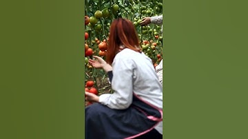 Harvesting Time for Tomatoes ❤️‍🔥 #garden #shortvideo #tomato #shorts