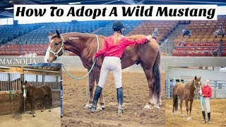 How To Adopt A Wild Mustang
