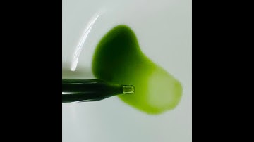 King of bitters (Andrographis paniculata) for the common folk