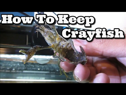 Video: How To Keep Aquarium Crayfish