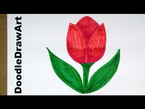 Drawing: How To Draw Cartoon Tulip Flower - Easy Drawing Lesson for