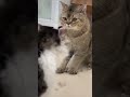 Fight shorts funny animals cat cute fight like share subscribe trending viral ytshorts