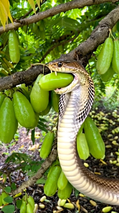 The beautiful cobra snake is eating bilimbi #snakevideo #cobrasnake