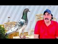 Ustad shahbaz natt sab ki chat se pigeons