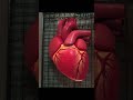 ❤️ Heart Anatomy and Walls present in heart