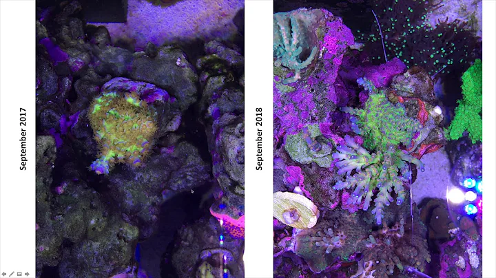 Forget what you know about nitrates and phosphates in reef tanks!