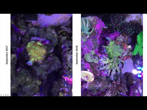 Forget what you know about nitrates and phosphates in reef tanks!