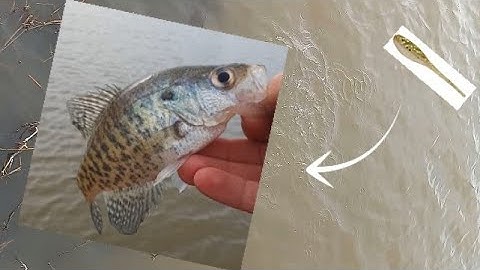 Minnow Jigs key to pre-spawn Crappie?