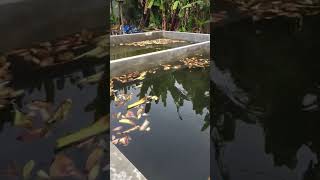 tebar ikan lele di kolam beton tebar ikan lele di kolam beton