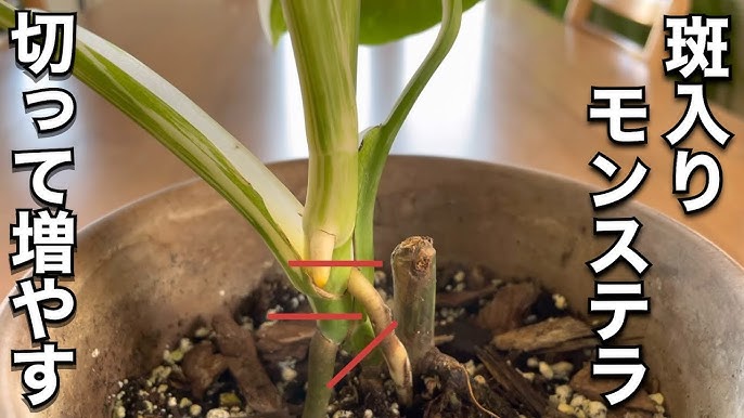 ⑪斑入りモンステラ 茎伏せ 苗 後退した斑入りモンステラをリセットしてみる | Sayabo【清房】ハンドメイド・クラフト・Life