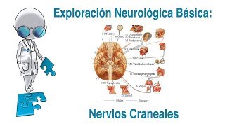 Exploración Neurológica Básica - Nervios Craneales