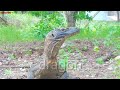 baby komodo swallows a partridge egg..