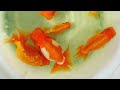 動画で金魚『フリマみやま…金魚物色！みやま錦、宇野ランチュウに沼りそうΣ(-᷅_-᷄๑)』2019.11.23