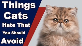 Top 10 Things Cats Hate That You Should Avoid by Pets and Animals 1,133 views 2 years ago 5 minutes, 14 seconds