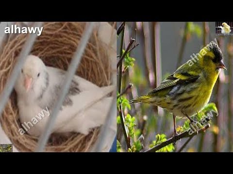‫تزاوج طائر الكناري مع النعاري‬‎ - YouTube