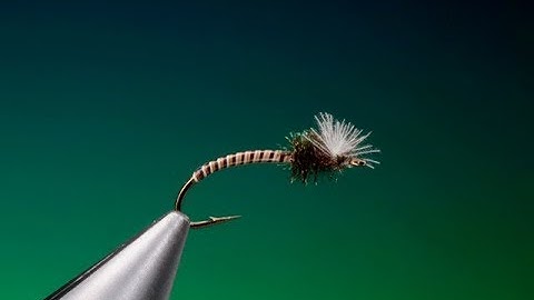 Tying a Moose quill midge emerger with Barry Ord Clarke