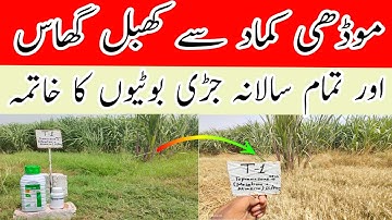 How to control weeds of Sugarcane | Gengwei + Topramezone