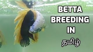 Betta Breeding Complete Betta Breeding In Tamil Fighterbetta Fish Breeding In Tamil