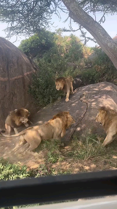 7 Saba Bora Male Lions Fighting | Serengeti National Park
