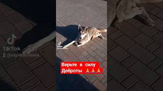 💖💛💙#youtubeshorts #cat #dog #собака #котики #добро #kindness #shorts #animals #топ #рекомендации