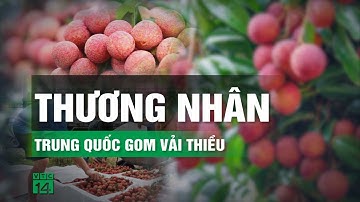 Thương nhân Trung Quốc đi khắp Lục Ngạn, tỉnh Bắc Giang gom vải thiều | VTC14