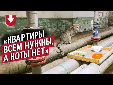 70 котов живет в Эрмитаже. А вы знали?