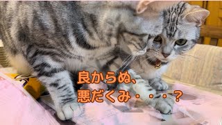 【猫娘　双子猫】猫の宅急便・・・