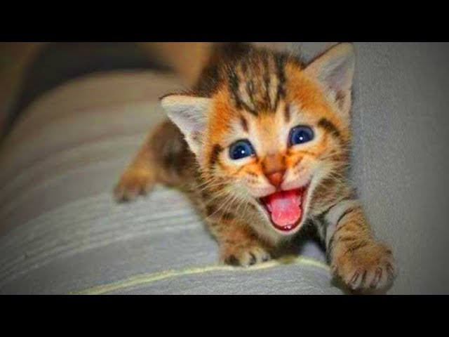Funny Cats Talking  Amazing Kittens And Cats Talking (Part 1) [Funny Pets]