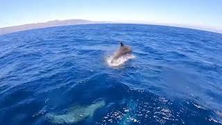 Offshore Bottlenose Dolphins