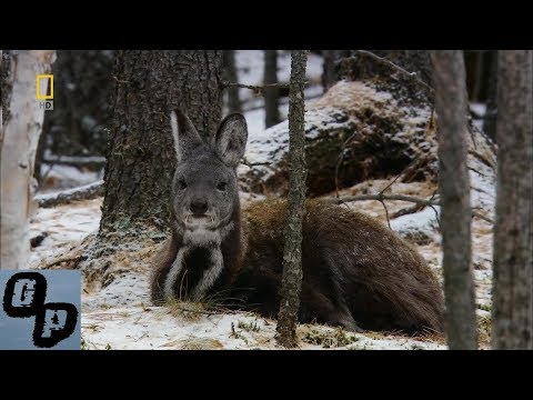 Video: Flora Y Fauna De La Región De Moscú