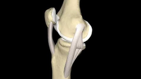 Knee & Medial Collateral Ligament Animation, ©Primal Pictures Ltd