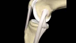 Knee & Medial Collateral Ligament Animation, ©Primal Pictures Ltd