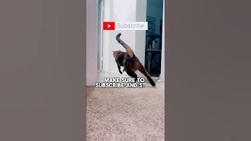 Cat Plays Fetch Better Than Most Dogs 🐾😂 #cat #fetch #cats #catshorts #catplaying