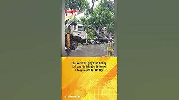 Chủ xe kể 30 giây kinh hoàng khi cây lớn bật gốc đè trúng ô tô giữa phố Hà Nội | Tin tức short