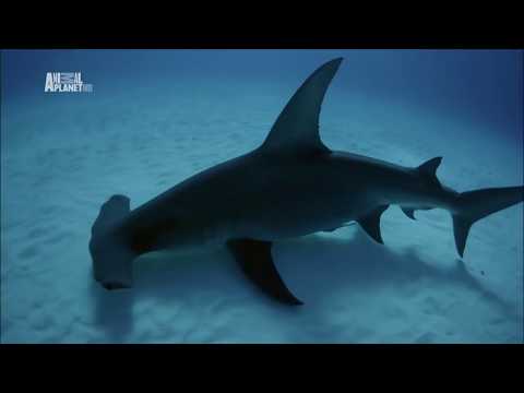 Videó: Hogyan Főzzünk Kék Cápát