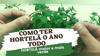 Como Replantar Hortelã no Vaso