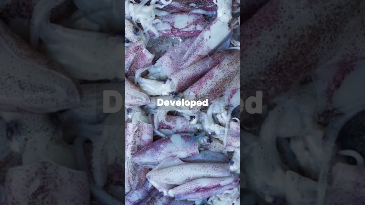 Cephalopod Secrets Amazing Facts Revealed Shorts