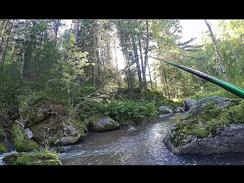 В ЭТОМ РУЧЬЕ ПОЛНО РЫБЫ!!! Рыбалка в тайге!!! Ловля хариуса!!!