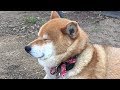 番犬の仕事中にうっかり二重アゴで居眠りしてしまう柴犬 Shibe fell asleep with a double chin while working as a watchdog.