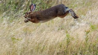 Chasse Lièvre Shotkam, Top Hunting Hare - احسن قنص الأرنب البري