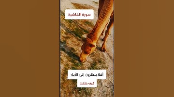 أفلا ينظرون إلى الأبل كيف خلقت | سورة الغاشية للقارئ المنشاوي | #ستوريات