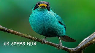 relaxing music along with beautiful nature videos - 4k video hd
