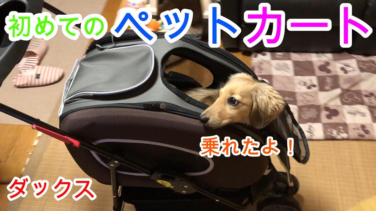 初めてのペットカート アイリスオーヤマ ミニチュアダックスフンド 1