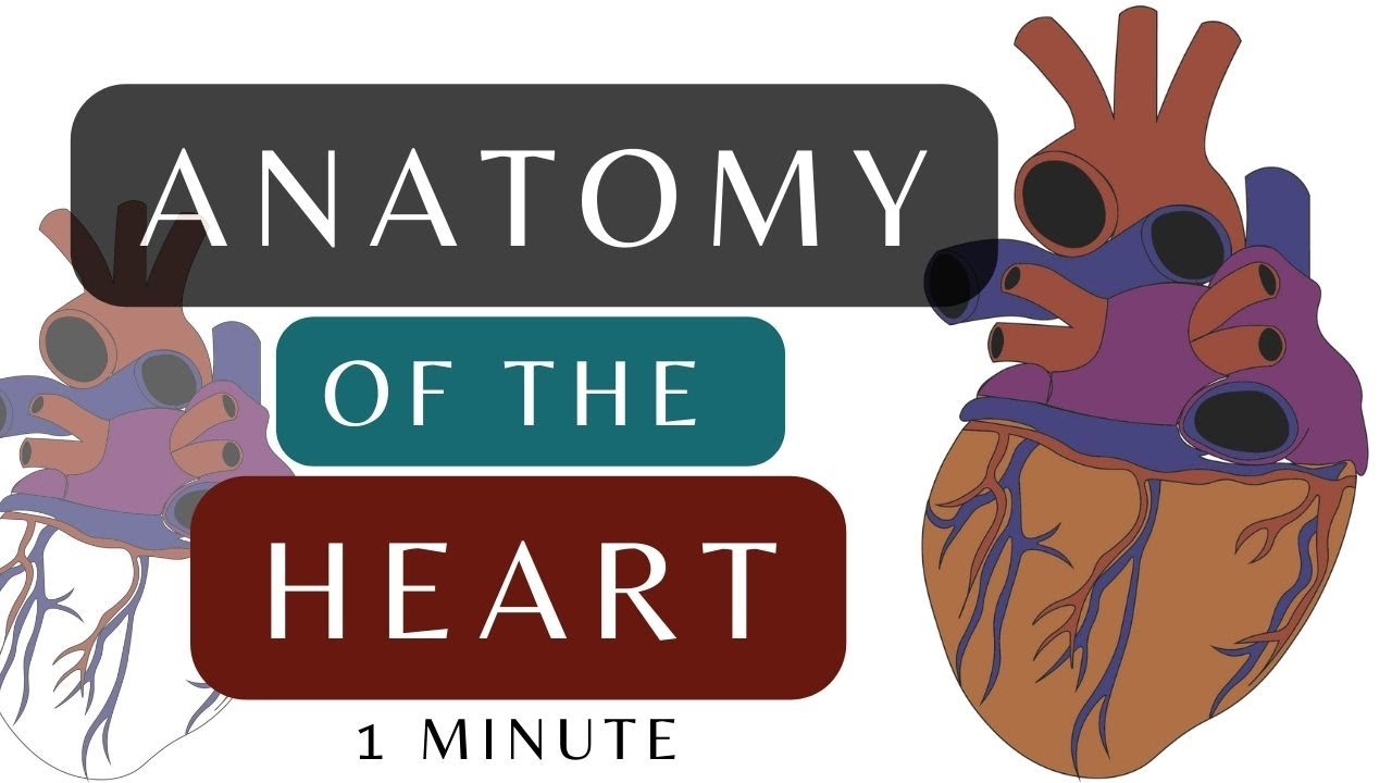 Anatomy of the Heart | Posterior Surface Gross Anatomy Animation | # ...