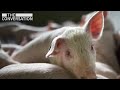 The HORRIFYING Secrets the Food Industry is Hiding