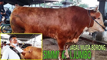 SAPI PALING JUMBO HARI INI DIBORONG BANG MAMAN HARGA SEGINI