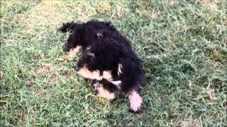 Meet Bailey   Rescued off the euthanasia list