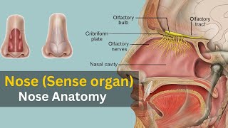 Nose anatomy and physiology, Working of nose, Nose as sense organ, Nose anatomy animation